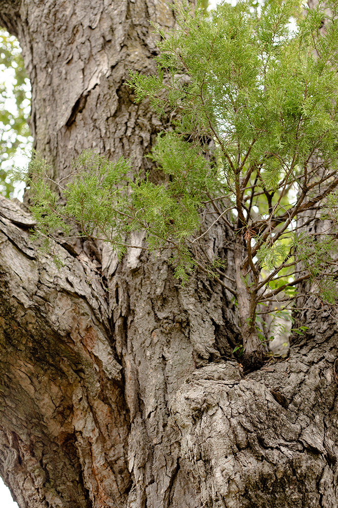 A small tree grows inside a large tree.